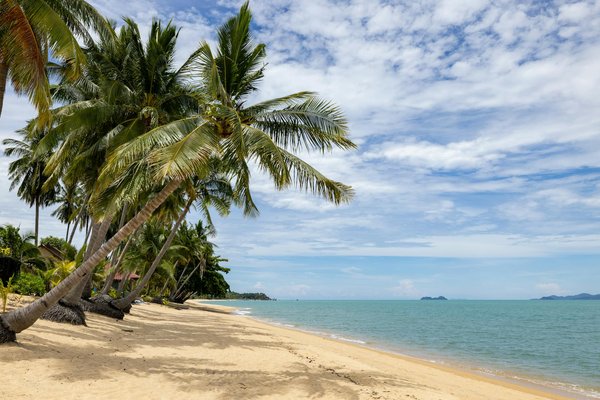 Discovering In-Depth Workshops on Traditional British Carpentry Techniques for Adventurous Tourists